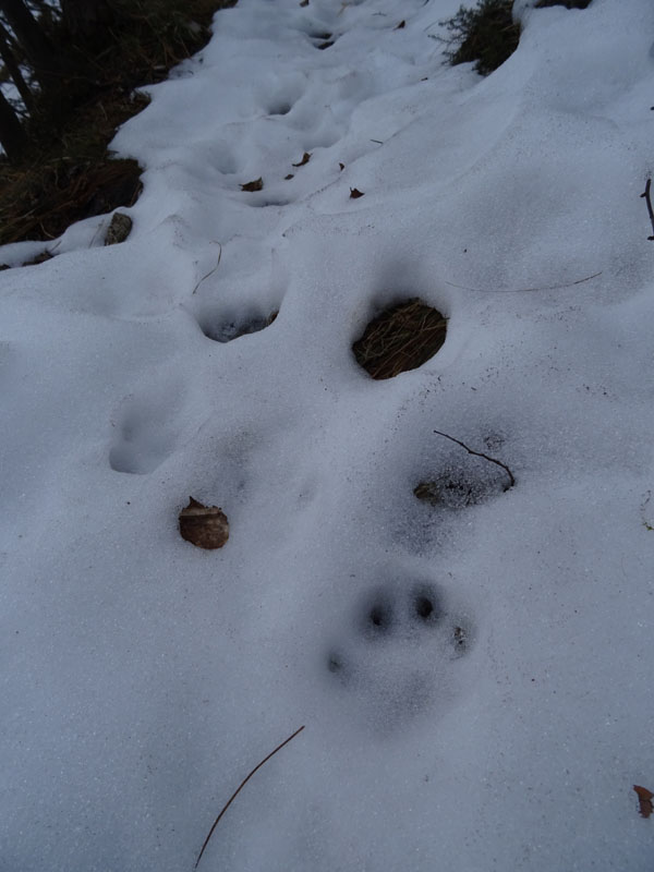 orme su neve....lupi ,volpe, cani ?